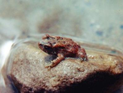 Tiny Toad Swim